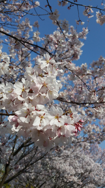 狭山池桜