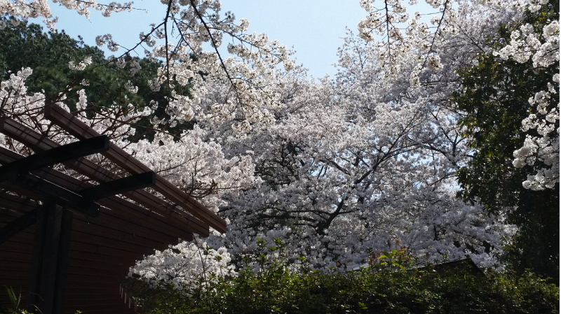 長野公園桜